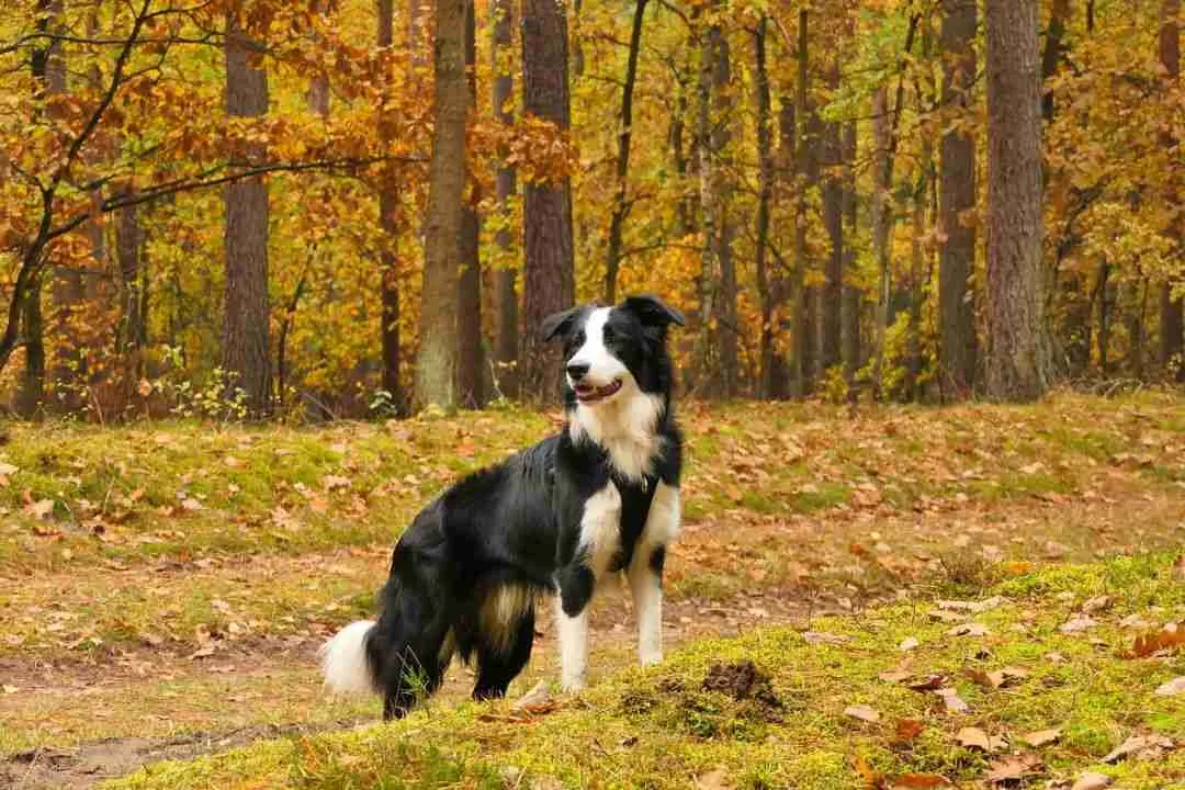 a dog in the nature